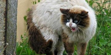 У понад 20 селах Чортківського районну запровадили карантин