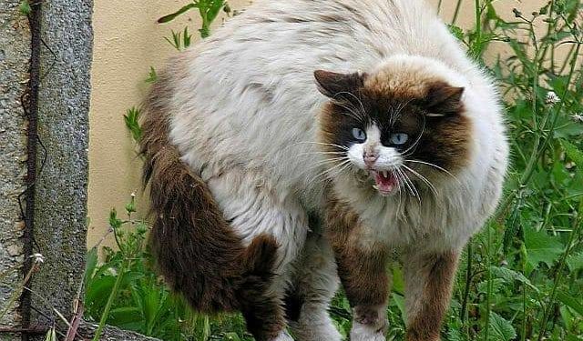 У понад 20 селах Чортківського районну запровадили карантин