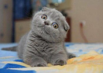 Тернополянка хотіла придбати домашнього улюбленця і втратила 3 тисячі гривень