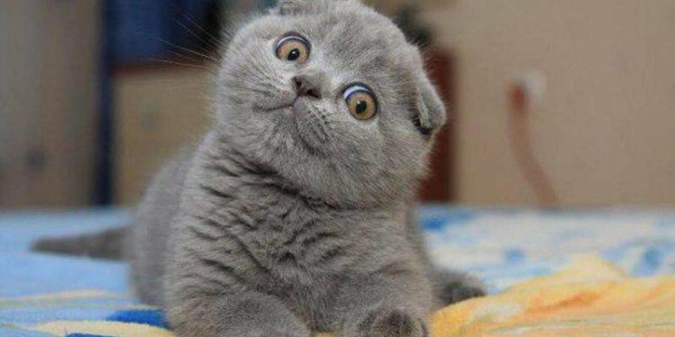 Тернополянка хотіла придбати домашнього улюбленця і втратила 3 тисячі гривень