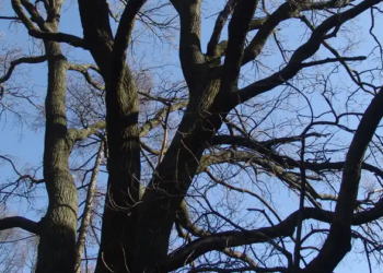 Збаразька поліція розслідує смерть чоловіка, якого придавило деревом