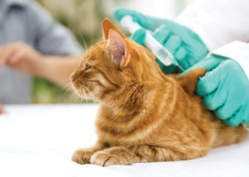 В громаді на Тернопільщині будуть проводити безкоштовну вакцинацію котів та собак