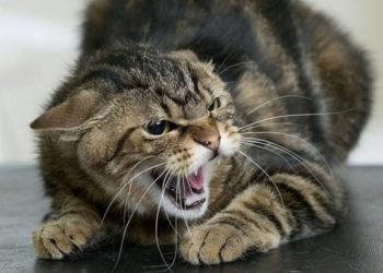 У Кременецькій громаді скажений кіт подряпав жінку та дитину