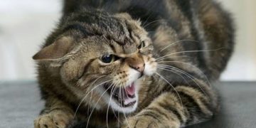 У Кременецькій громаді скажений кіт подряпав жінку та дитину