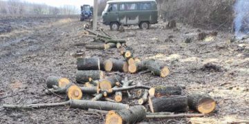 Працівники приватного підприємства підозрюються в незаконній вирубці дерев у Гусятинській громаді