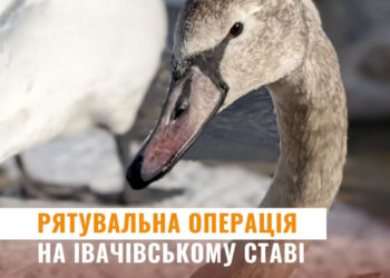 Рятувальники Тернопільщини допомогли диким лебедям вибратися з крижаної пастки