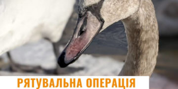 Рятувальники Тернопільщини допомогли диким лебедям вибратися з крижаної пастки