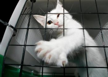 Зоозахисники Тернополя закликають поліцію перевірити подружжя, яке жорстоко поводиться з тваринами