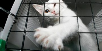 Зоозахисники Тернополя закликають поліцію перевірити подружжя, яке жорстоко поводиться з тваринами