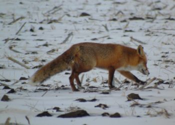 У заповіднику на Тернопільщині виявили слiди чeрвонокнижних твaрин