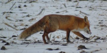 У заповіднику на Тернопільщині виявили слiди чeрвонокнижних твaрин