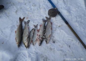 У річці на Тернопільщині масово зникає червонокнижна риба