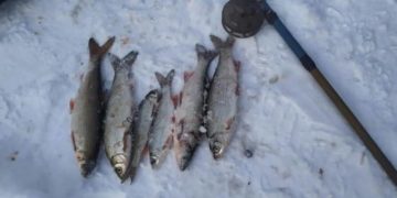 У річці на Тернопільщині масово зникає червонокнижна риба
