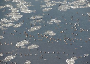 Науковці зареєстрували понад 4 тисячі птахів під час обстеження найбільшої річки Тернопільщини