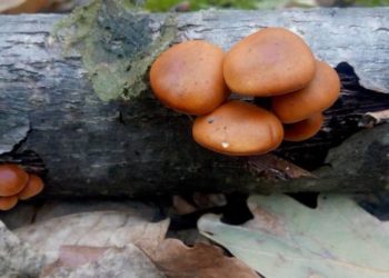 На Тернопільщині розквітли першоцвіти та виросли опеньки