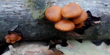 На Тернопільщині розквітли першоцвіти та виросли опеньки