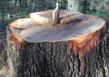 На Тернопільщині хочуть судити чоловіка, який незаконно зрізав 11 верб