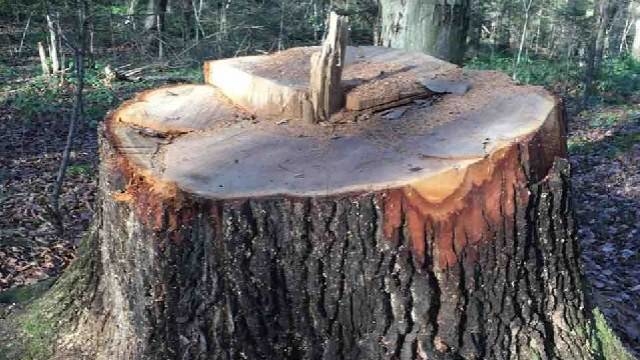 На Тернопільщині хочуть судити чоловіка, який незаконно зрізав 11 верб
