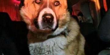 Тернопільські патрульні врятували собаку, що два дні скиглила в закритій автівці