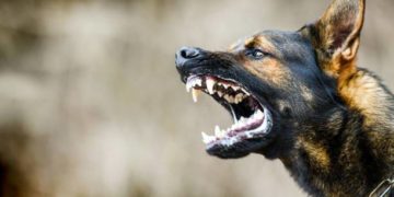 У селі на Тернопільщині ввели 60-денні карантинні обмеження