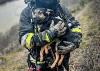 Заліщицькі рятувальники спасли собаку, яка впала у глибоку яму
