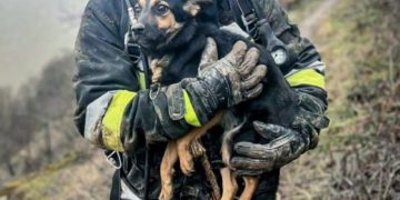 Заліщицькі рятувальники спасли собаку, яка впала у глибоку яму