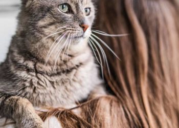 У Чорткові стерилізували понад 100 безпритульних котів та собак