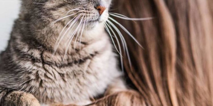 У Чорткові стерилізували понад 100 безпритульних котів та собак