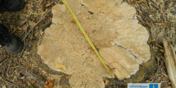 На Чортківщині судитимуть директора приватного підприємства, який незаконно вирубав дерева на пів мільйона гривень