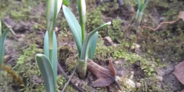 На Тернопільщині розквітли перші в цьому рокі первоцвіти