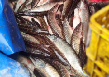 Патрульні Зборова зупинили автівку, в якій перевозили 400 кілограмів незаконно виловленої щуки