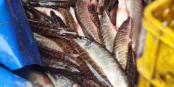 Патрульні Зборова зупинили автівку, в якій перевозили 400 кілограмів незаконно виловленої щуки