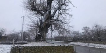 Екологи б’ють  на сполох: в Збаразькій громаді гине дерево, яке має історичне значення для краю