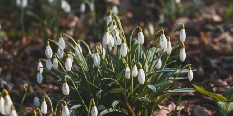 Екоінспекція розпочинає рейди: на Тернопільщині штрафуватимуть продавців підсніжників
