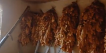 В Чортківському районі викрили підпільний цех з виготовлення цигарок: вилучено 4,5 тонни тютюну