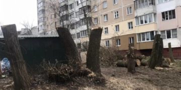 У Тернополі ОСББ незаконно обрізало дерева на одному з бульварів міста