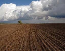 Голова сільської ради з Тернопільщини підробив офіційні документи, та незаконно роздав 18 гектарів землі