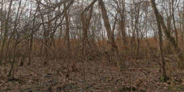 В одному з парків Тернополя почали зрізати дерева