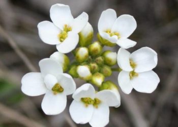 В заповіднику на Тернопільщині розцвіли рідкісні червонокнижні рослини