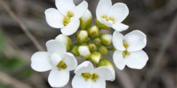 В заповіднику на Тернопільщині розцвіли рідкісні червонокнижні рослини