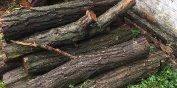 За незаконну рубку дерев у ландшафтному парку на Тернопільщині чоловікові загрожує до 5 років тюрми