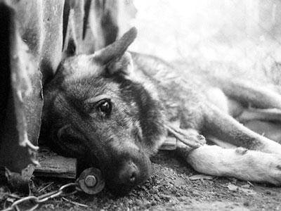 Жительку Теребовлянської громади притягнули до відповідальності за жорстоке поводження з собакою