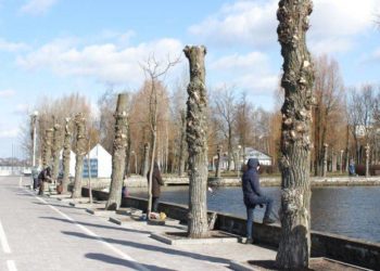 Міська рада Тернополя хоче витратити понад 800 тисяч гривень на підрізку дерев