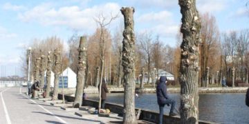 Міська рада Тернополя хоче витратити понад 800 тисяч гривень на підрізку дерев