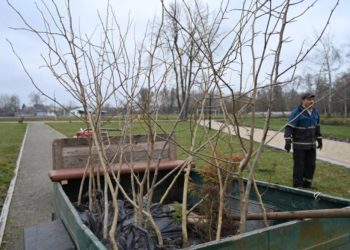 В громаді на Тернопільщині висадили майже 100 декоративних дерев