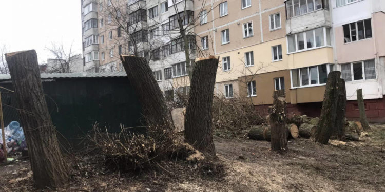 ОСББ в Тернополі заплатить понад 20 тисяч гривень штрафу за незаконну вирізку дерев