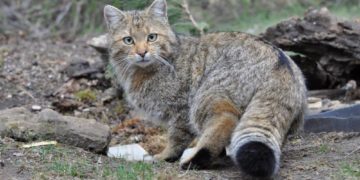 В природному парку на Тернопільщині зафіксували червонокнижного  лісового кота