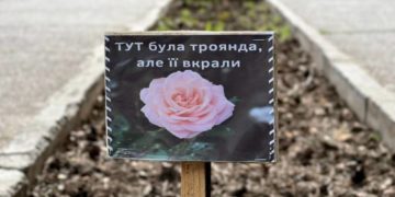 В Борщеві серед білого дня викрали нововисаджені кущі троянд