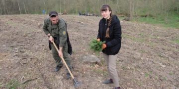 На Тернопільщині висадили понад пів гектара новорічних ялинок
