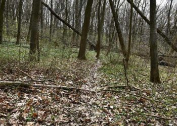 На Тернопільщині затримали ґвалтівника, який напав на жінку біля залізничної колії